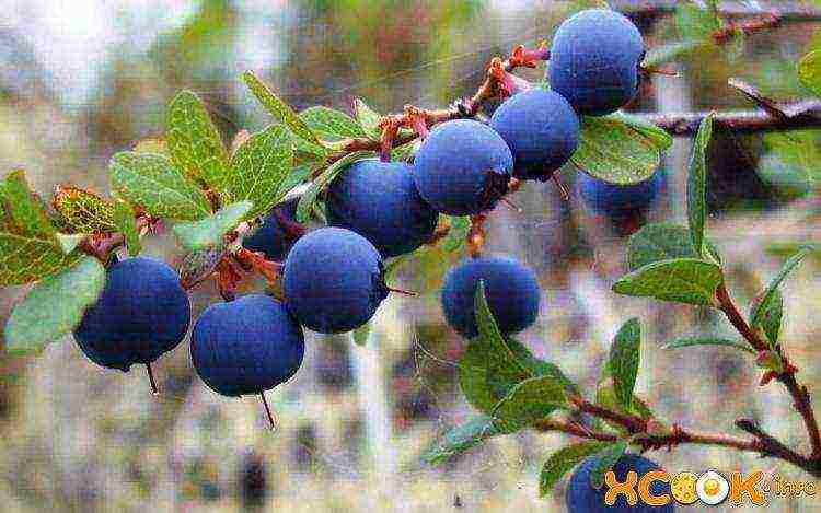 how to grow blueberries from seeds at home