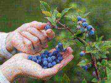 how to grow blueberries from seeds at home