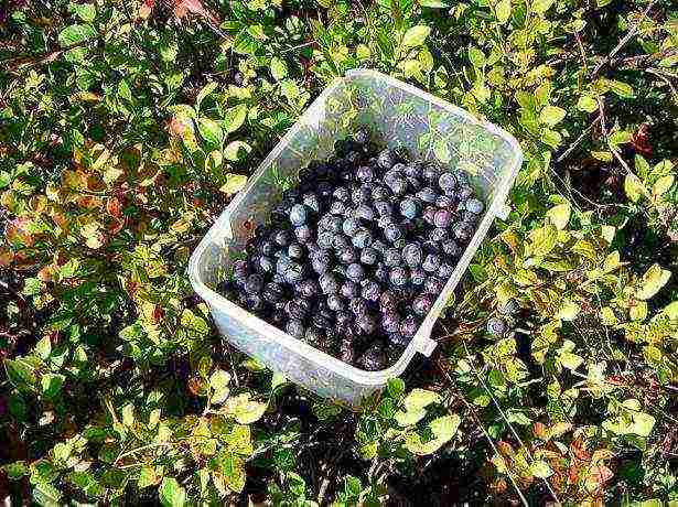 how to grow blueberries from seeds at home