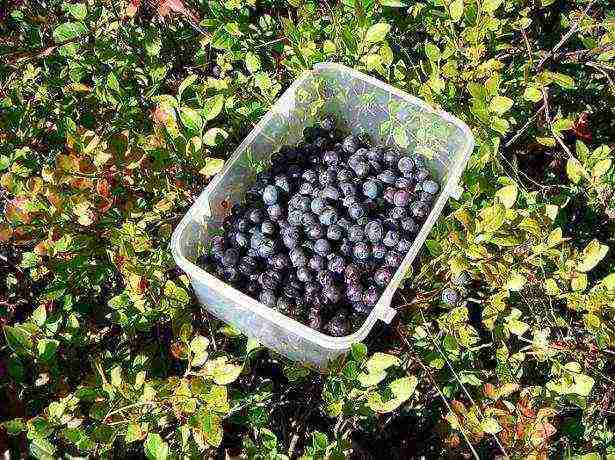 kung paano mapalago ang mga blueberry mula sa mga binhi sa bahay