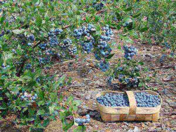 kung paano mapalago ang mga blueberry mula sa mga binhi sa bahay