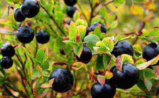 how to grow blueberries from seeds at home