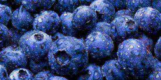 how to grow blueberries from seeds at home