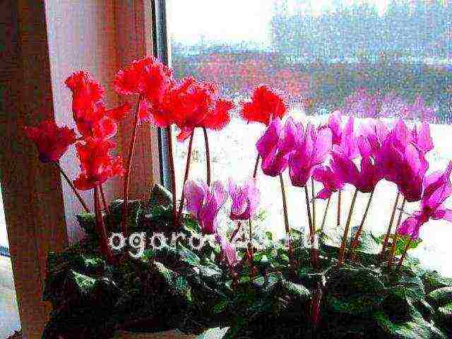 how to grow cyclamens at home