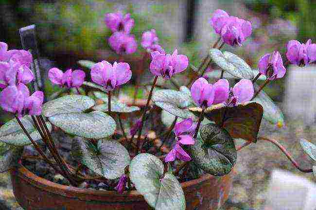 how to grow cyclamens at home