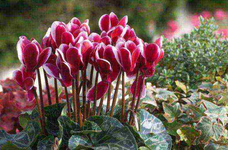 how to grow cyclamens at home