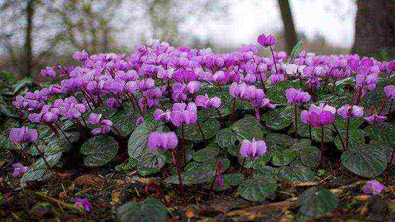 how to grow cyclamens at home