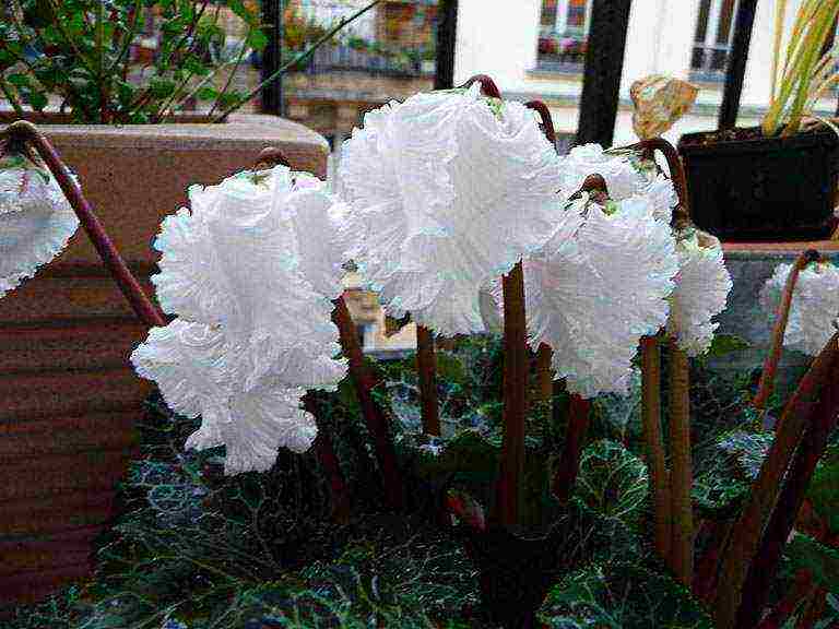 how to grow cyclamens at home