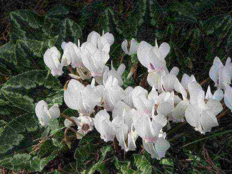 how to grow cyclamens at home