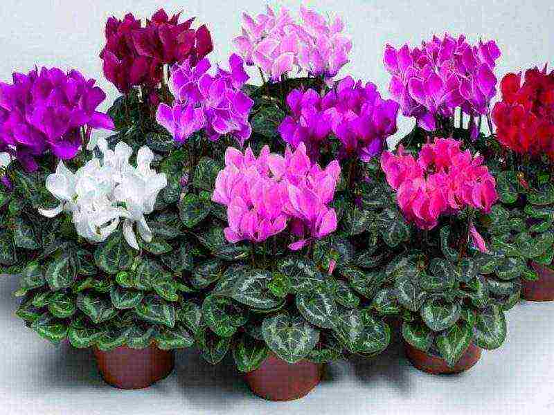 how to grow cyclamens at home