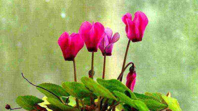 how to grow cyclamens at home