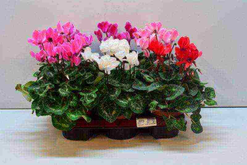 how to grow cyclamens at home