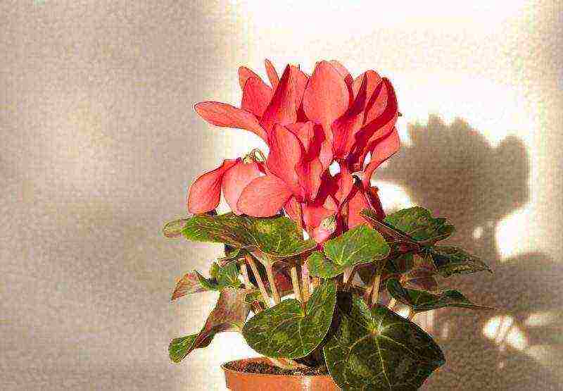 how to grow cyclamens at home