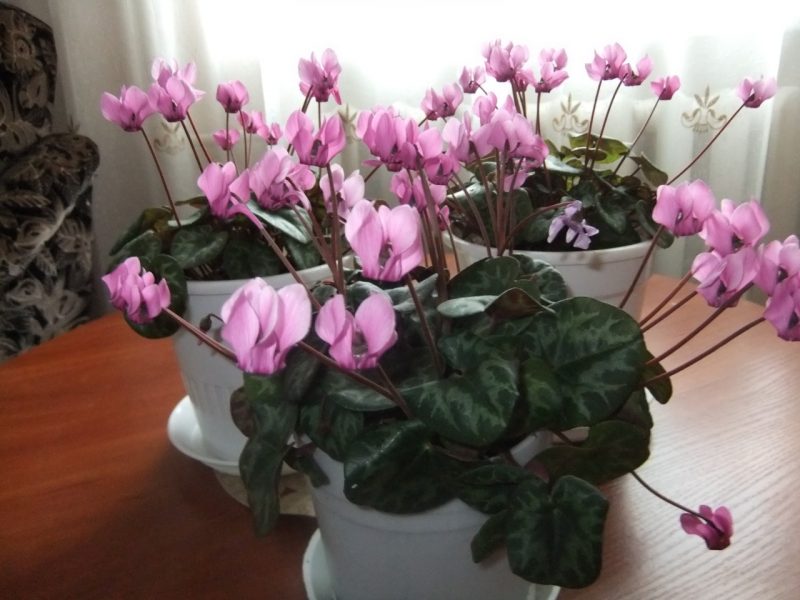 how to grow cyclamens at home