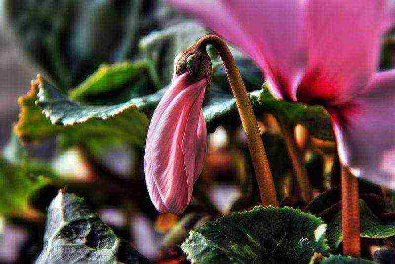 how to grow cyclamens at home