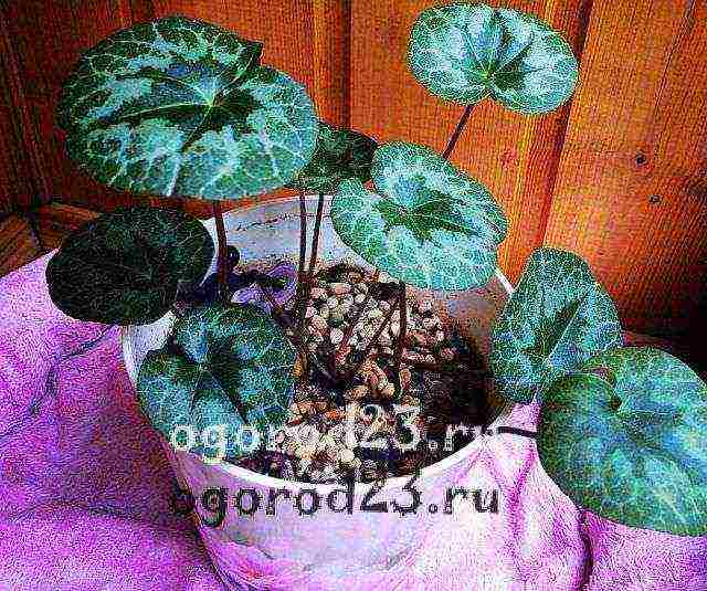 how to grow cyclamens at home