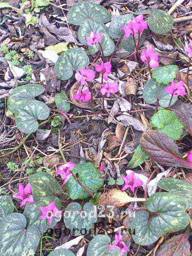 how to grow cyclamens at home