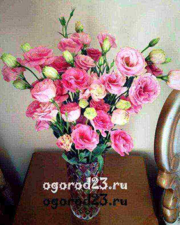 how to grow eustoma flowers at home