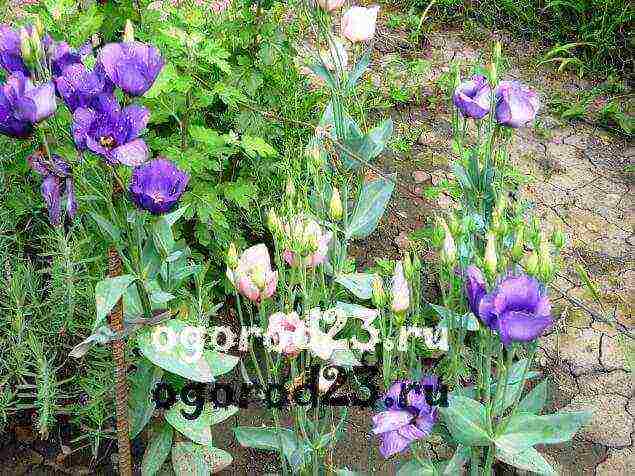 how to grow eustoma flowers at home