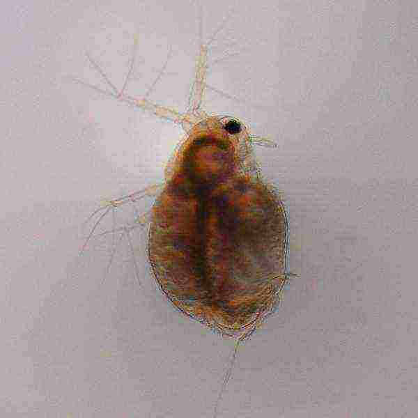 how to grow daphnia at home