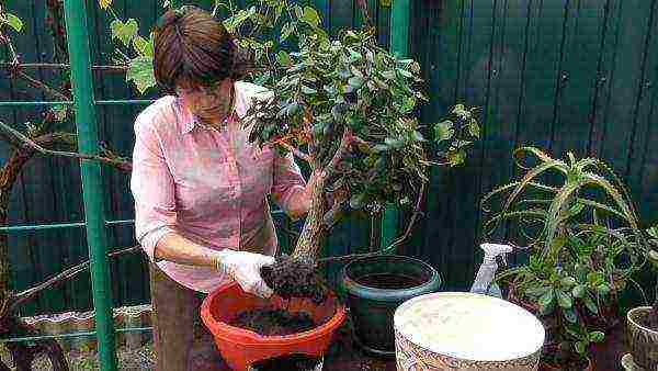 how to grow a money tree at home