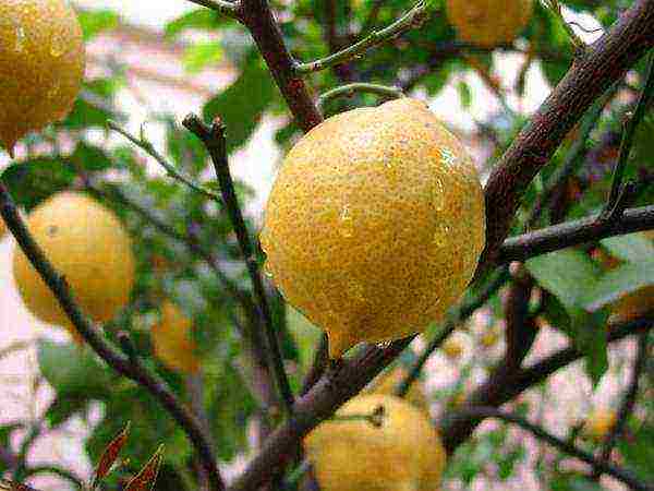 how to grow a lemon tree at home