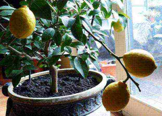 how to grow a lemon tree at home