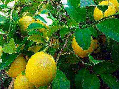 how to grow a lemon tree at home