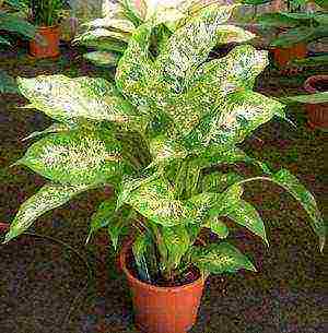 how to grow dieffenbachia at home