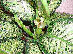 how to grow dieffenbachia at home