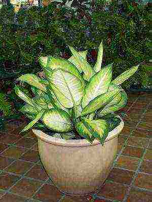 how to grow dieffenbachia at home