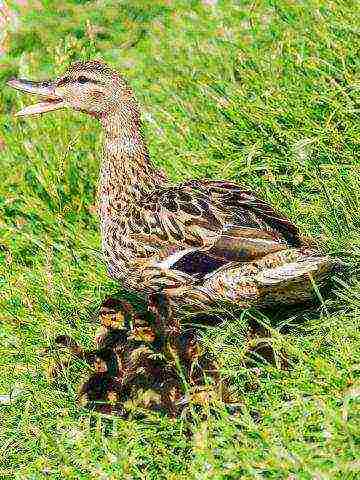 how to raise wild ducks at home