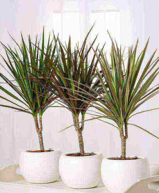 วิธีการปลูก Dracaena ที่บ้าน