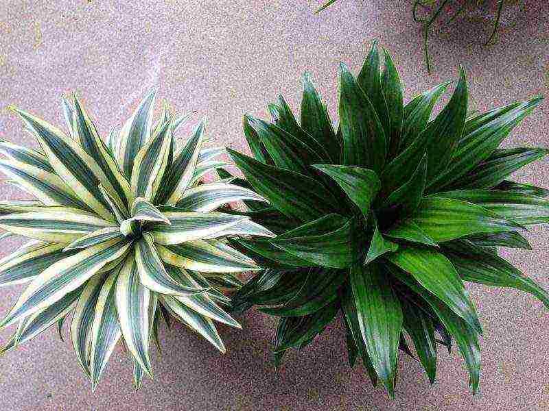 how to grow dracaena at home