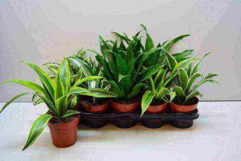 how to grow dracaena at home