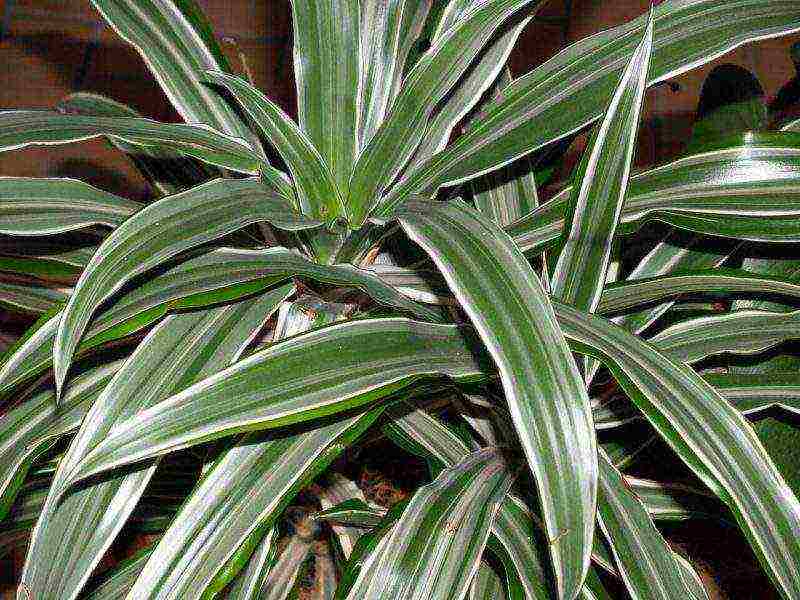 kung paano palaguin ang dracaena sa bahay