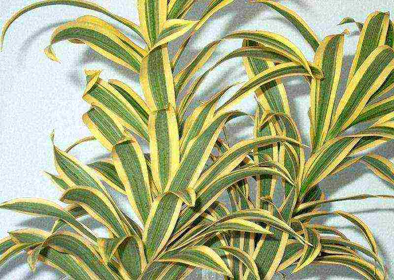 كيف ينمو dracaena في المنزل