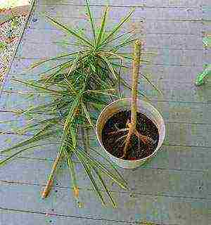 kung paano palaguin ang dracaena sa bahay