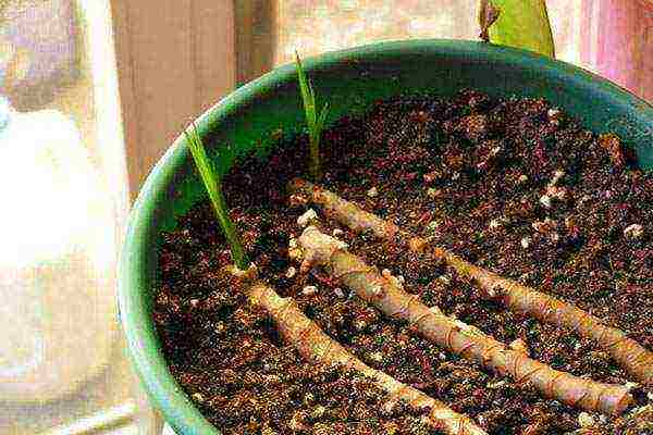 how to grow dracaena at home
