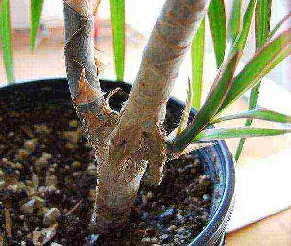 วิธีการปลูก Dracaena ที่บ้าน