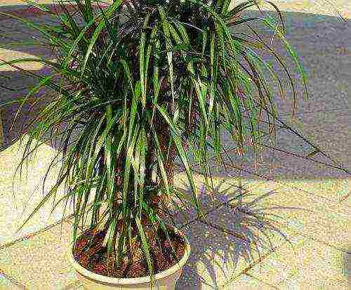 كيف ينمو dracaena في المنزل