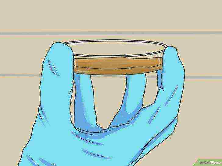 how to grow alcohol yeast at home