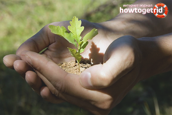 how to grow oak at home