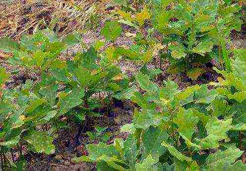 kung paano palaguin ang oak sa bahay