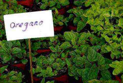 kung paano palaguin ang oregano mula sa mga binhi sa bahay