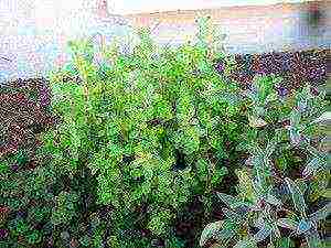 how to grow oregano from seeds at home