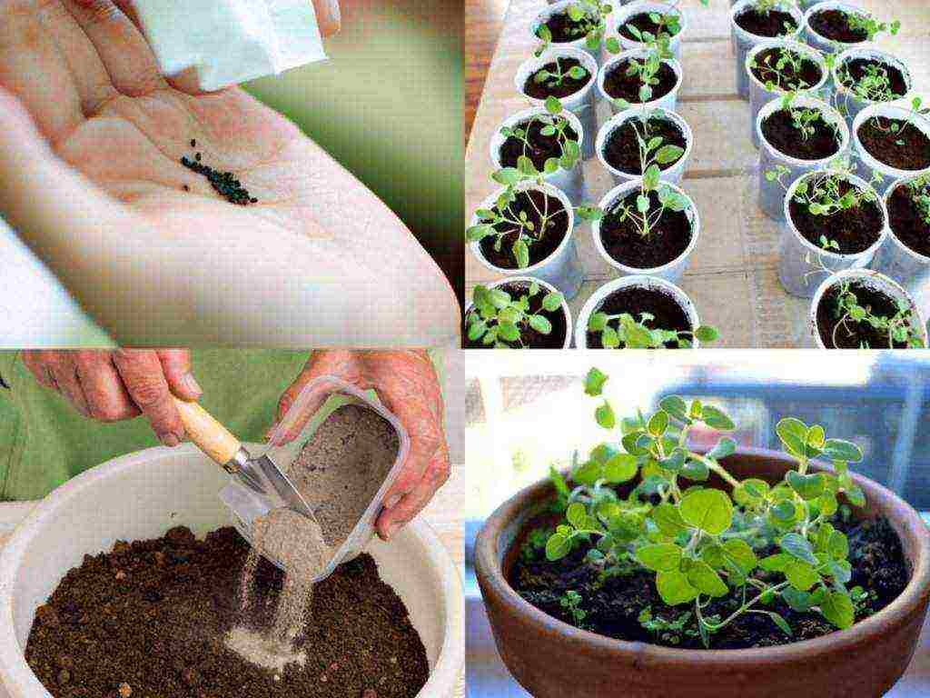 how to grow oregano from seeds at home