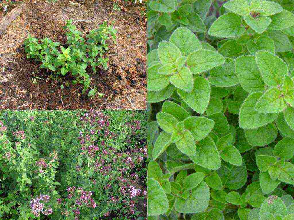 how to grow oregano from seeds at home