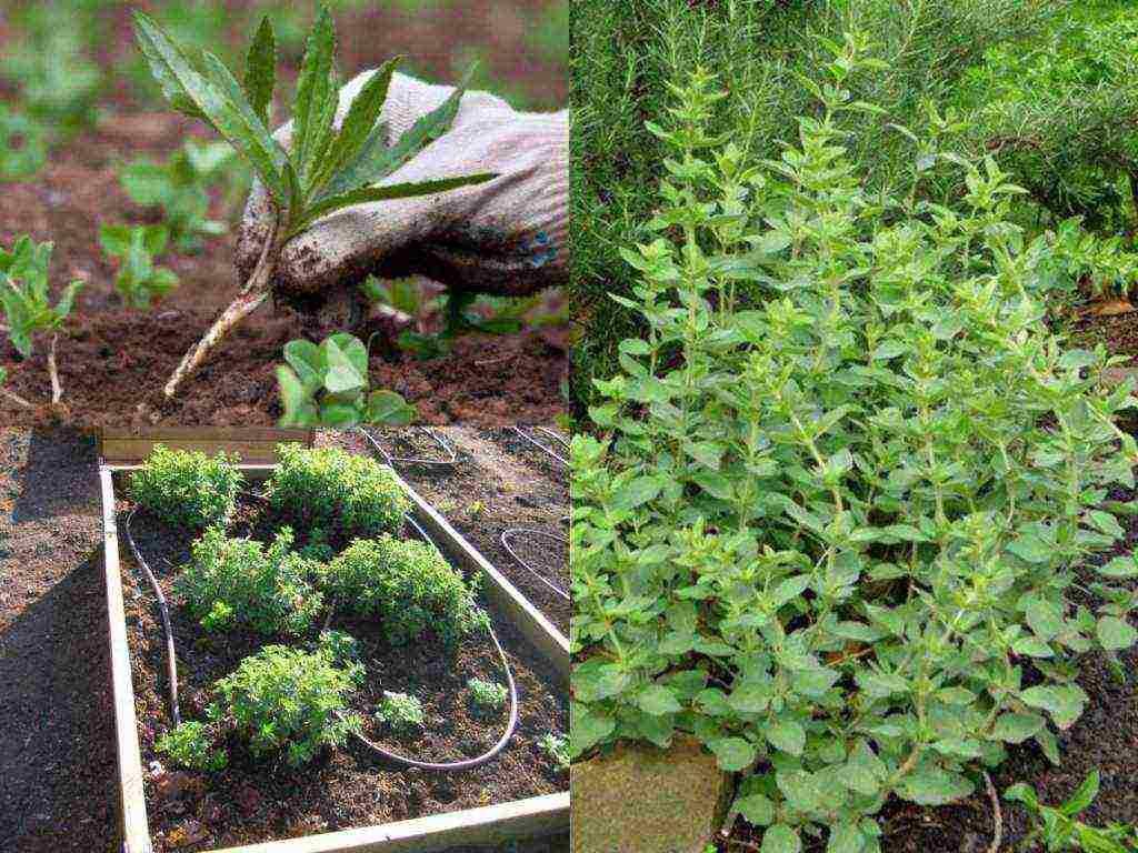 how to grow oregano from seeds at home