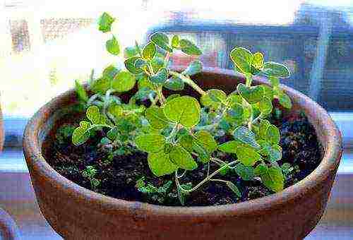 how to grow oregano from seeds at home